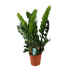 Zamioculcas zamiifolia (Glücksfeder) – Ø 21 cm, 80 cm hoch