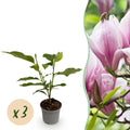 Magnolie 'George Henry Kern' – rosa – 3 Pflanzen, Ø 12 cm, 30 cm hoch
