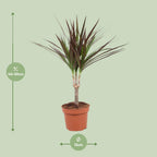 Dracaena Magenta (Drachenbaum) – Ø 12 cm, 50 cm hoch