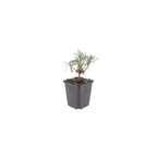 Erysimum 'Bowles Mauve' (muurbloem) – 6 planten, Ø9 cm, 10–25 cm hoog