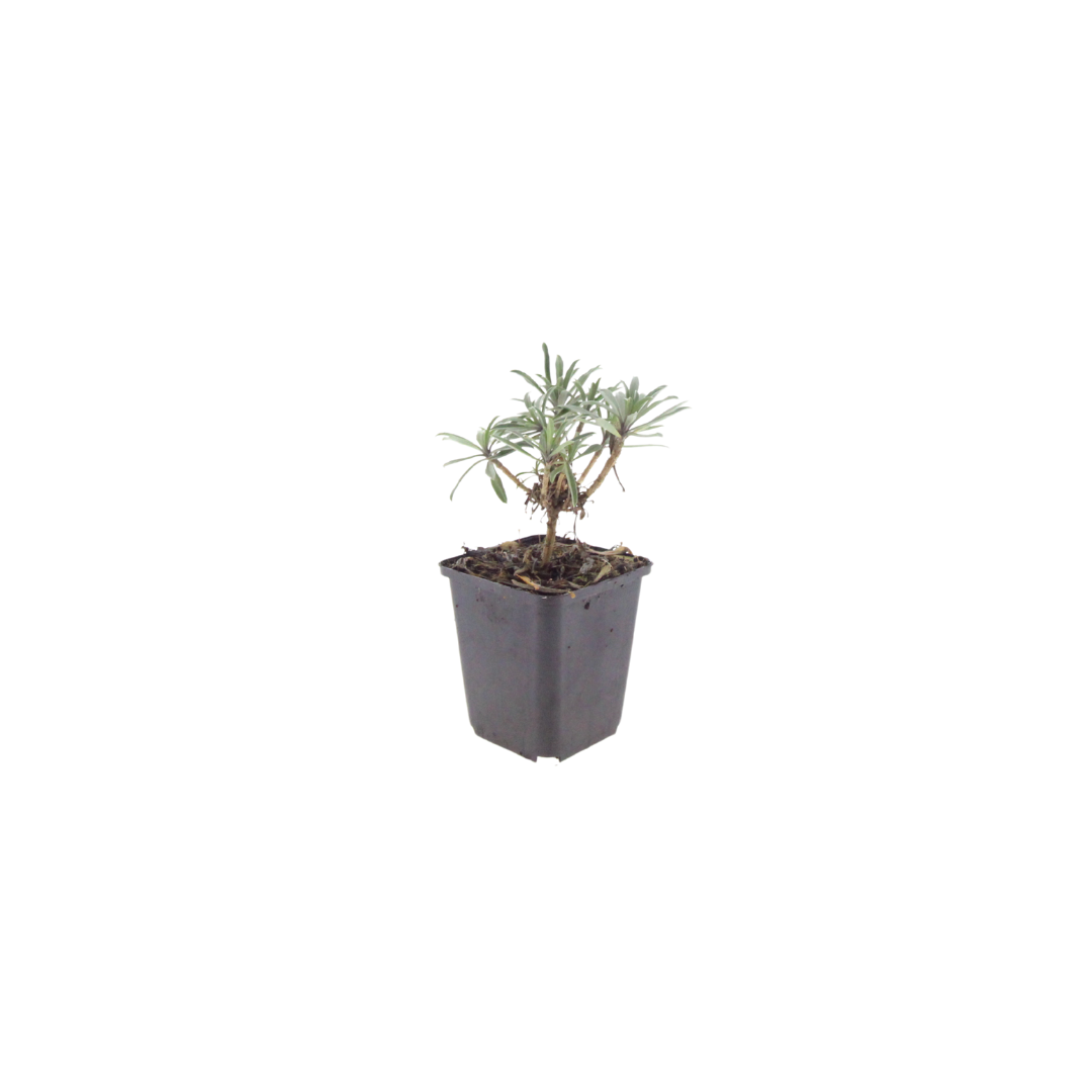 Erysimum 'Bowles Mauve' (muurbloem) – 6 planten, Ø9 cm, 10–25 cm hoog – foto 2