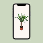 Yucca – Ø14 cm, 60 cm høj