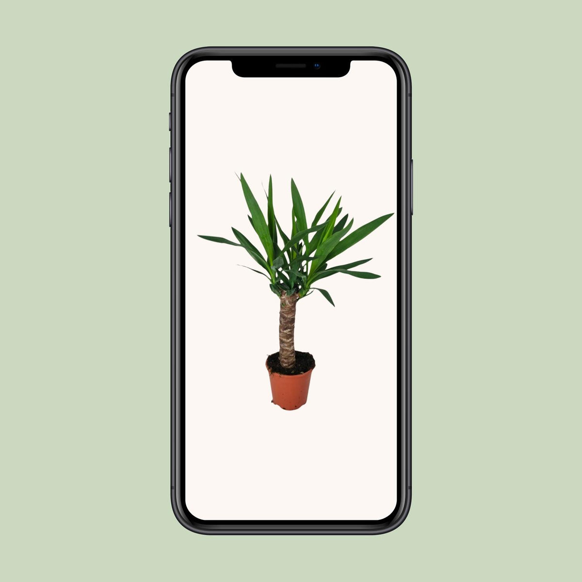Yucca – Ø14 cm, 60 cm hoog