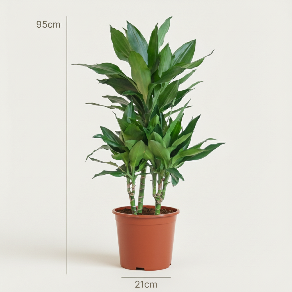 Dracaena Janet Craig (drakenboom) – Ø21 cm, 90–100 cm hoog