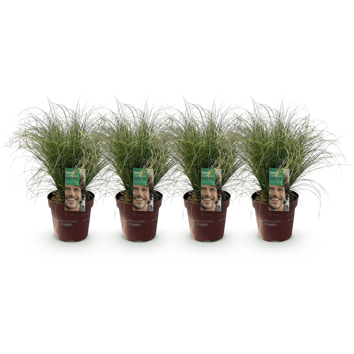 Carex comans 'Frosted Curls' (Segge) – 4 Pflanzen, Ø 17 cm, 50 cm hoch – Bild 2