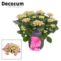 Hydrangea Curly Wurly Roze 9-15 Kop (Decorum) (hortensia) – Ø23 cm, 50 cm hoog