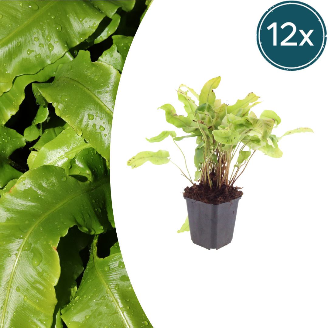 Asplenium scolopendrium (streepvaren) – 12 planten, Ø9 cm, 10–25 cm hoog