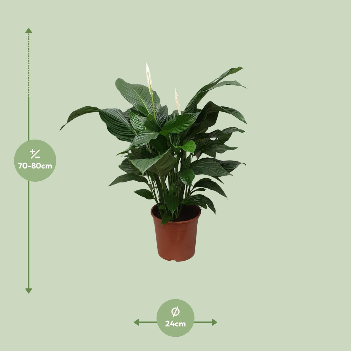 Spathiphyllum Sweet Silvana (Bogenhanf) – Ø 24 cm, 80 cm hoch – Bild 2