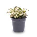 Fittonia Pink Tiger (plante mosaïque) – Ø8 cm