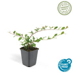 Cotoneaster dam. 'Major' (cotoneaster) – 6 plants, Ø9 cm, 25 cm high