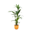 Kentia palm (Howea) incl. Jazz Round geel – Ø26 cm, 160 cm hoog