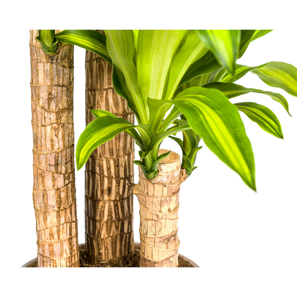 Dracaena fragrans Massangeana (arbre du dragon) – Ø24 cm, 130–150 cm de haut