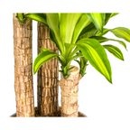 Dracaena fragrans Massangeana (arbre du dragon) – Ø24 cm, 130–150 cm de haut