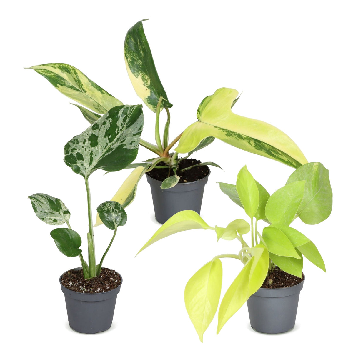 3× jeunes plantes Tropical Mix – Ø6 cm, 10–15 cm de haut