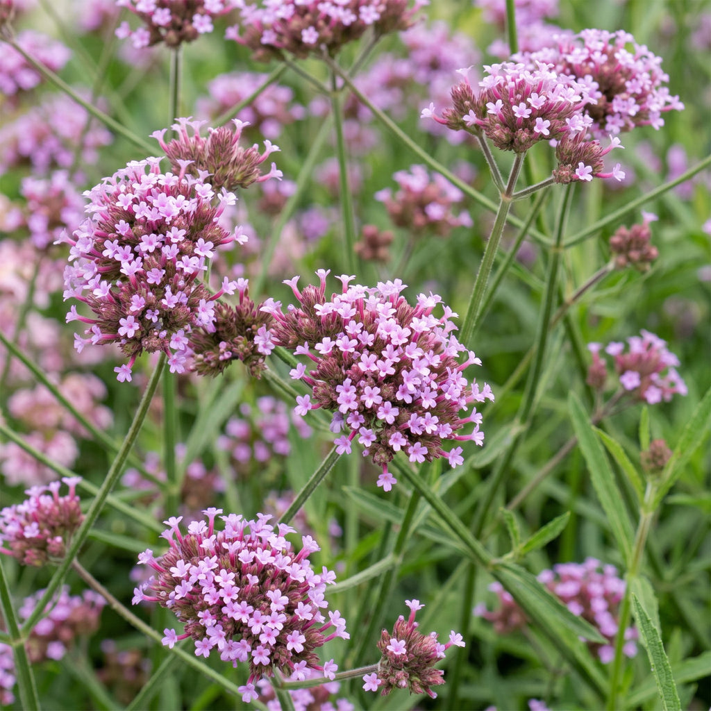 Verbena bonariensis 'Lollipop' (Blutwinde) – lila – 6 Pflanzen, Ø 11 cm, 15–25 cm hoch – Bild 5