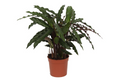 Calathea Elgergrass – Ø17 cm, 70 cm høj