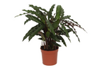 Calathea Elgergrass – Ø17 cm, 70 cm høj