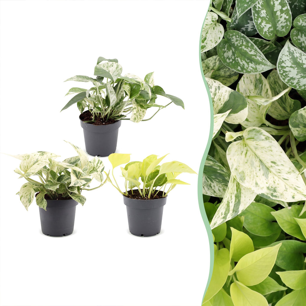 3× Epipremnum Tricolour (scindapsus) – Ø6 cm, 20–25 cm høj