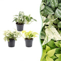 3× Epipremnum Tricolour (scindapsus) – Ø6 cm, 20–25 cm høj