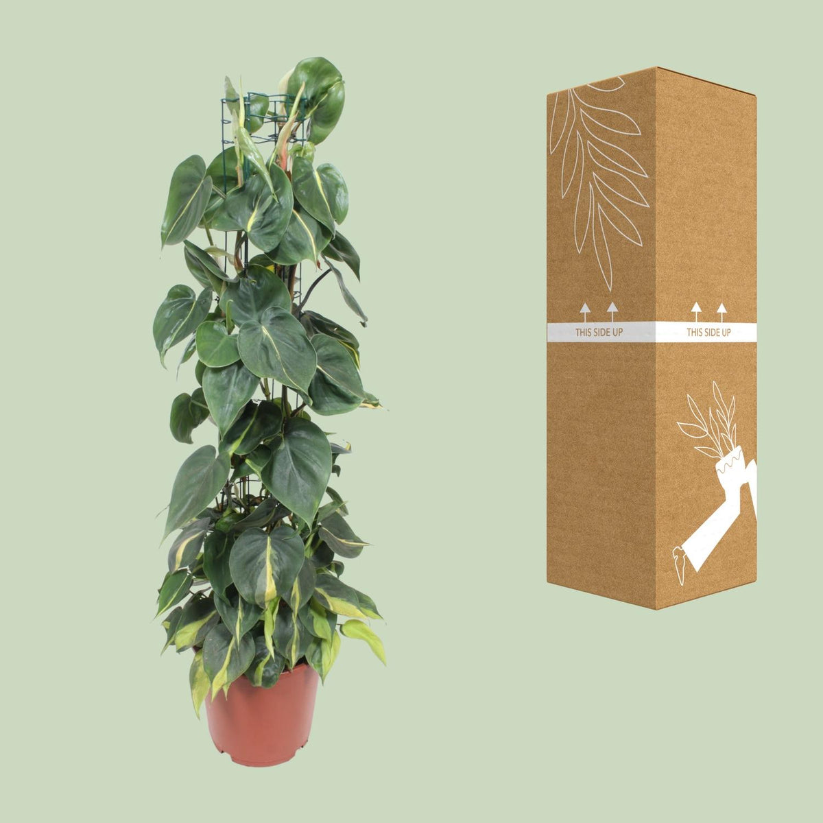 Philodendron scandens Brasil – Ø24 cm, 120 cm de haut