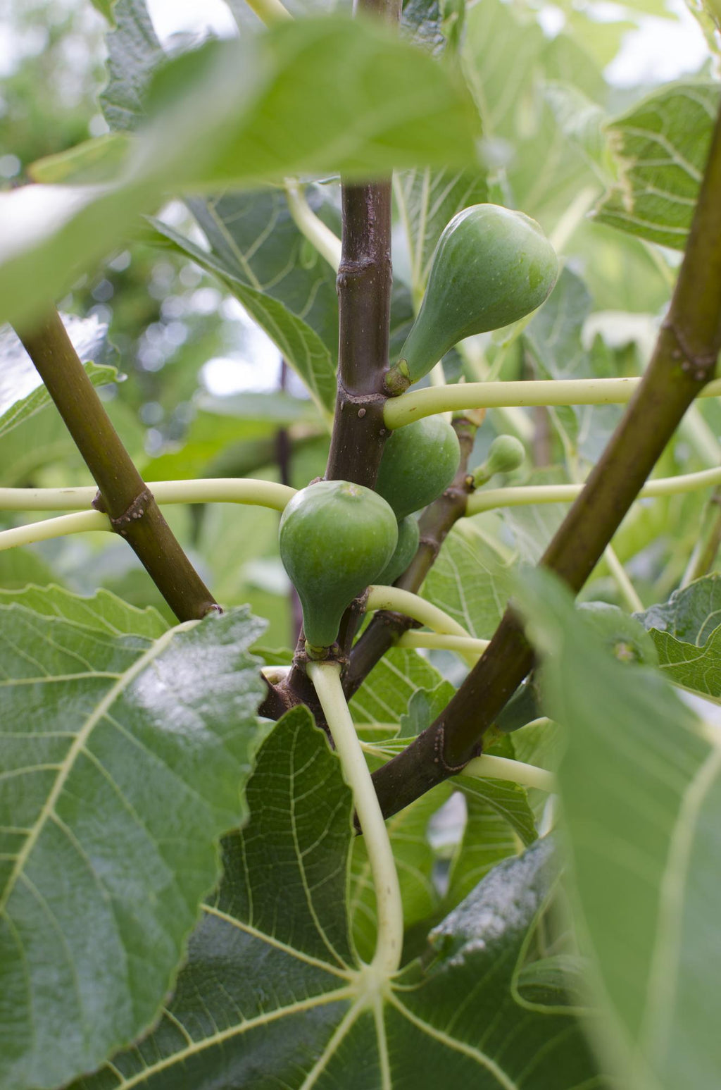 Ficus 'Gustissimo Perretta' (fig tree) – Ø13 cm, 30 cm high – photo 5