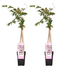 Wisteria floribunda 'Rosea' (Japanese wisteria) – 2 plants, Ø15 cm, 65 cm high