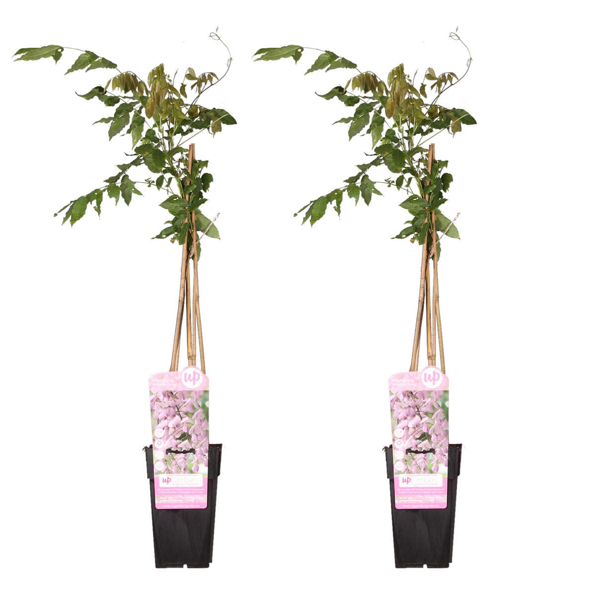 Wisteria floribunda 'Rosea' (Japanese wisteria) – 2 plants, Ø15 cm, 65 cm high