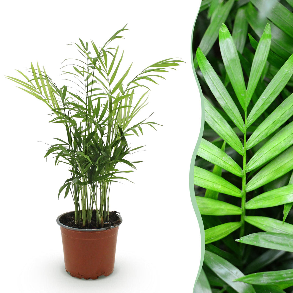 Goudpalm (Dypsis) – Ø12 cm, 15 cm hoog