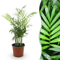 Goudpalm (Dypsis) – Ø12 cm, 15 cm hoog