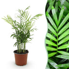 Goudpalm (Dypsis) – Ø12 cm, 15 cm hoog