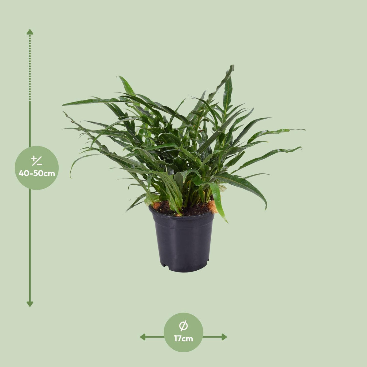 Farn – Ø 17 cm, 45 cm hoch