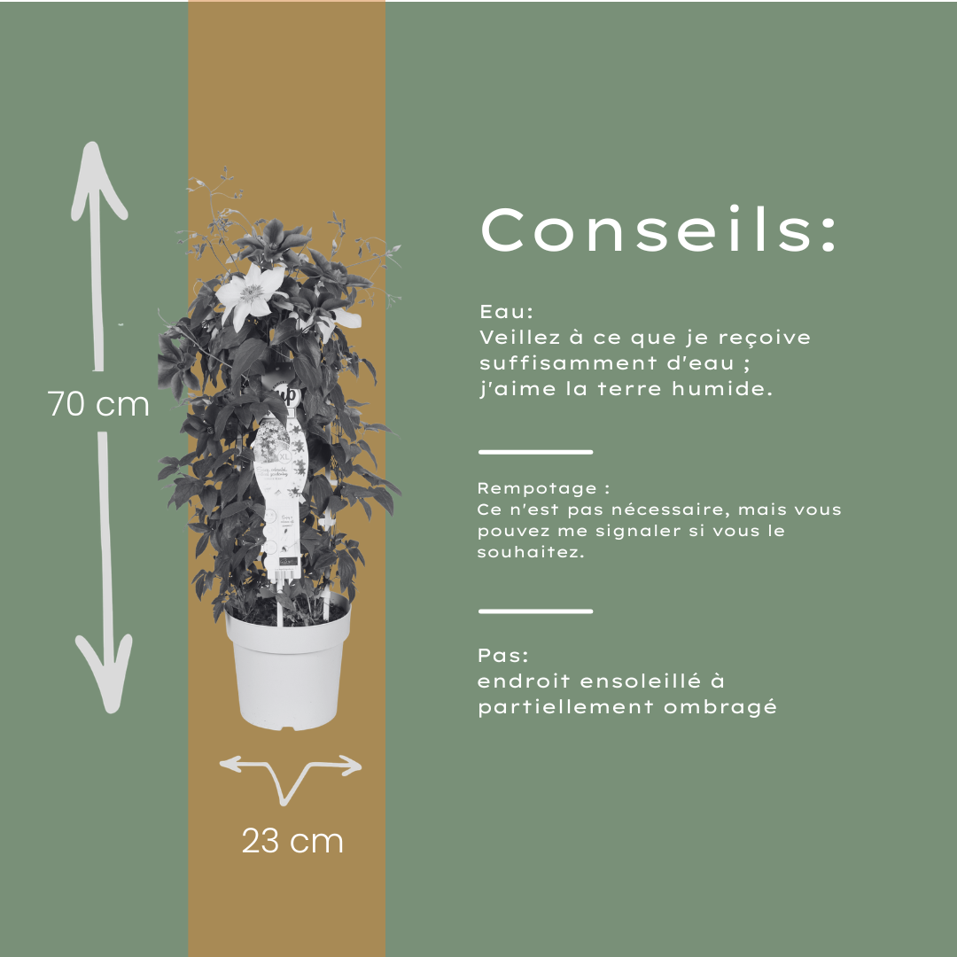 Clematis 'Double Up Barnadine + Masa' (bosrank) – Ø23 cm