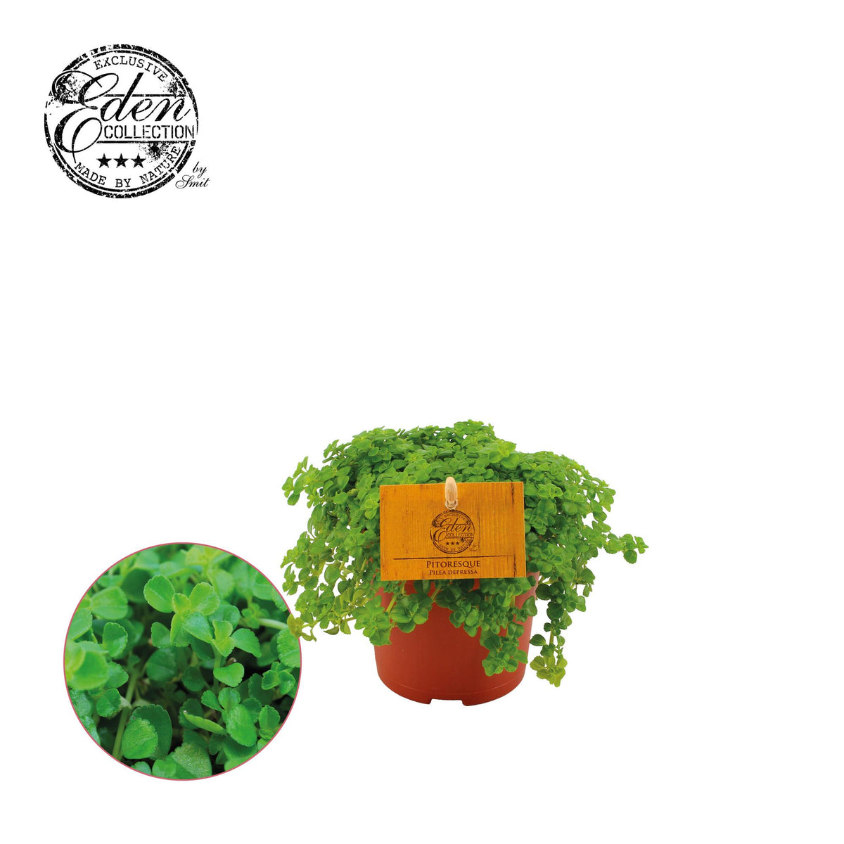 Pilea Depressa – Ø11 cm, 15 cm hoog
