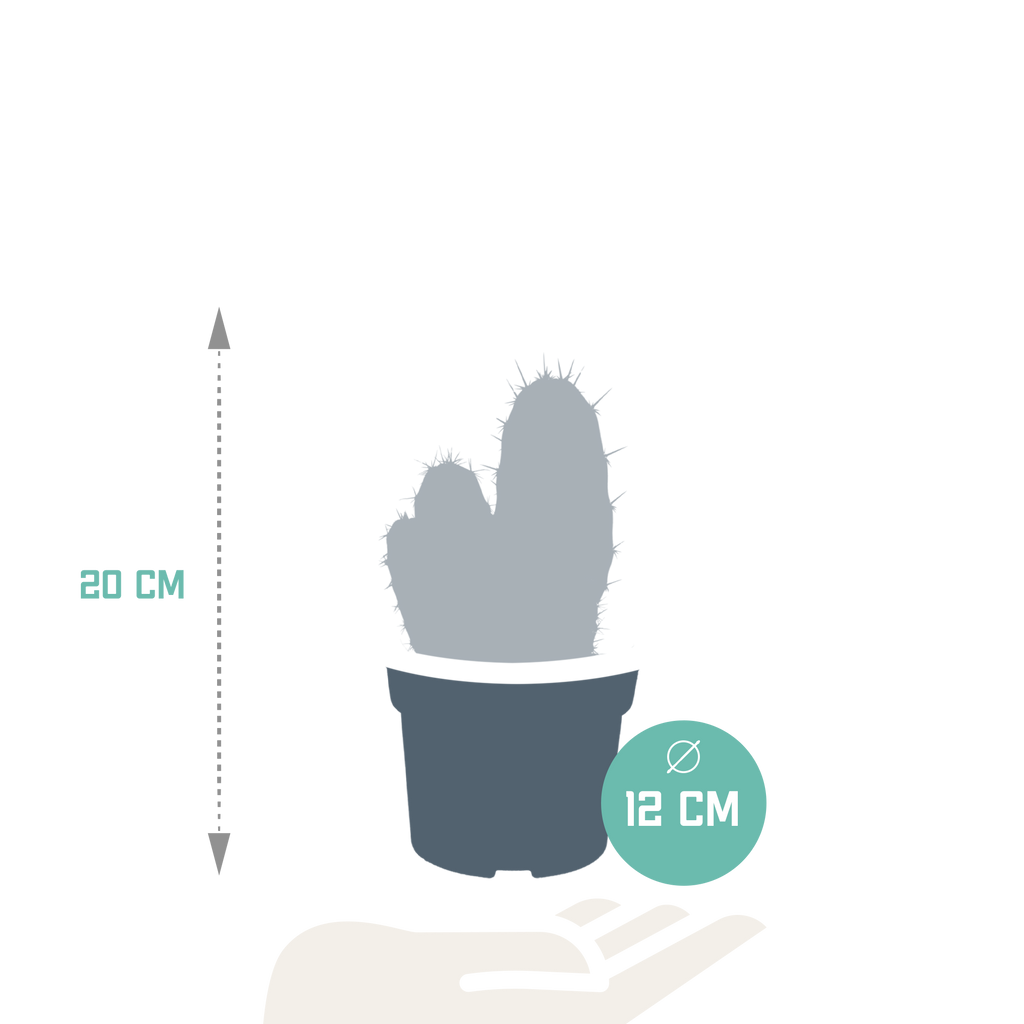 Polaskia chula (Cactaceae) – Ø12 cm, 27 cm høj