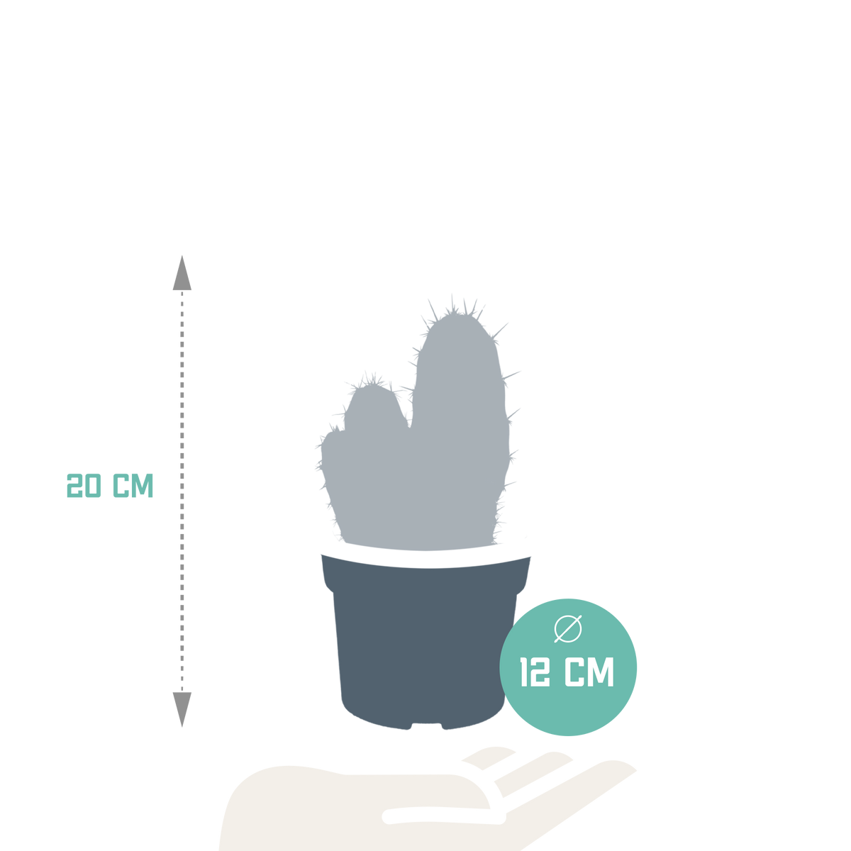 Polaskia chula (Cactaceae) – Ø12 cm, 27 cm høj