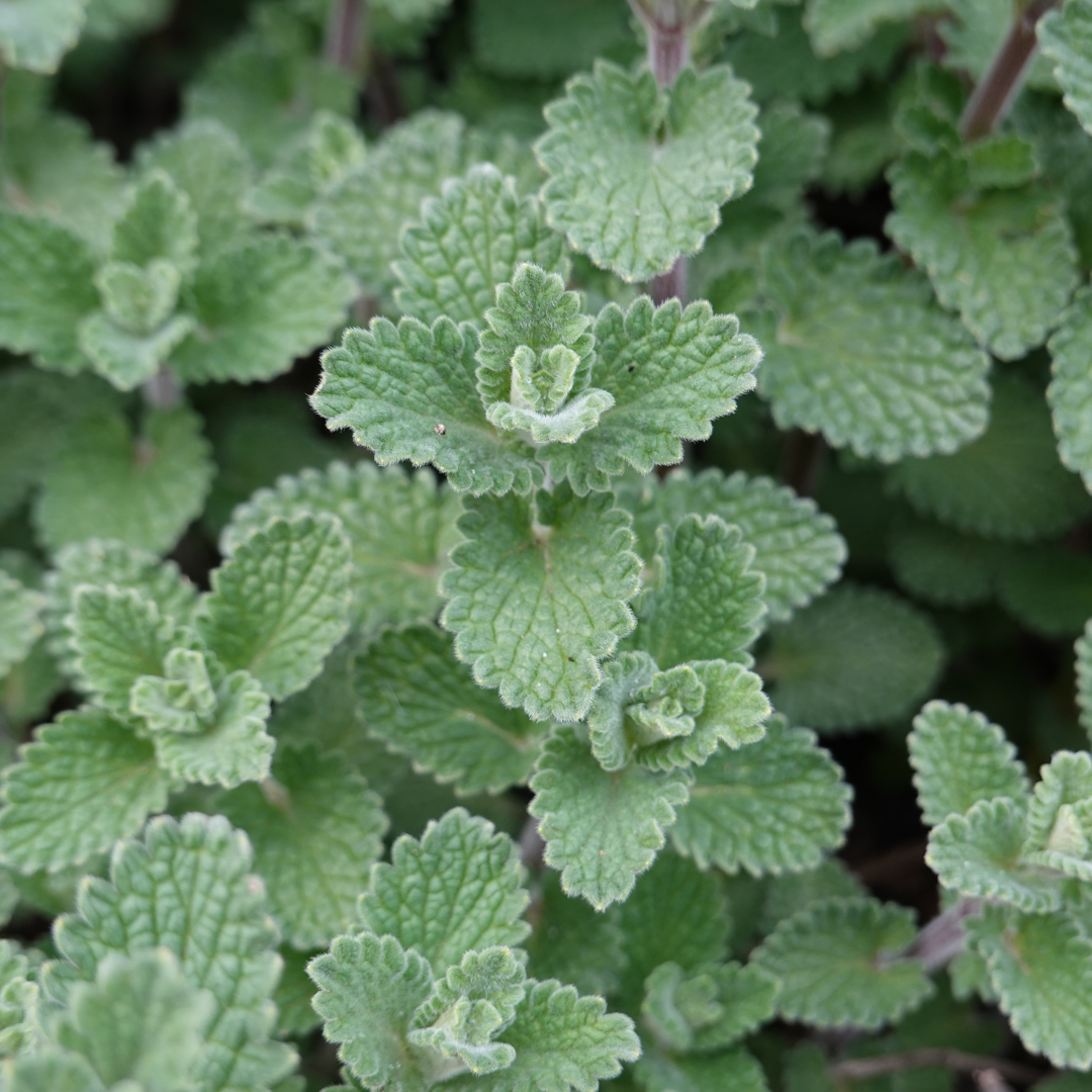 Calamintha nemorosa nepeta (steentijm) – 12 planten, Ø9 cm, 10–25 cm hoog