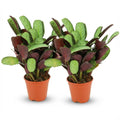 2× Ctenanthe Amagris (visgraatplant) – Ø14 cm, 25–35 cm hoog