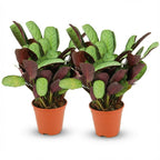 2× Ctenanthe Amagris (visgraatplant) – Ø14 cm, 25–35 cm hoog