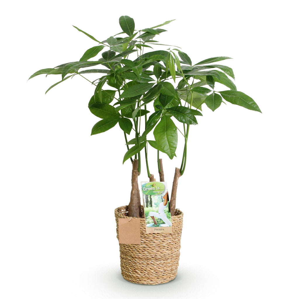 Pachira aquatica multi stam (geldboom) met mand – Ø17 cm, 50–55 cm hoog