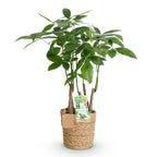 Pachira aquatica multi stam (geldboom) met mand – Ø17 cm, 50–55 cm hoog