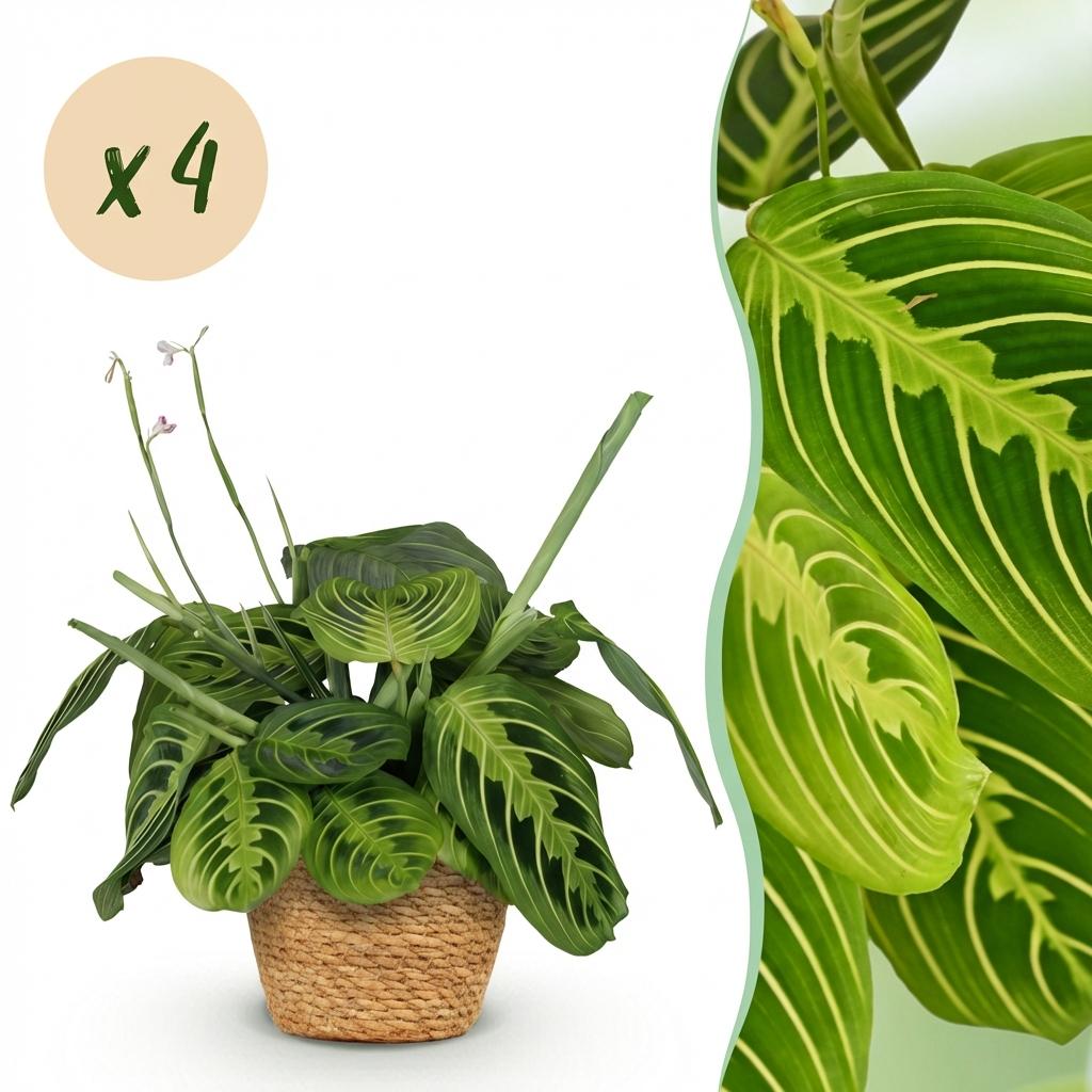 4× Maranta Fascinator Lemon Lime (plante prieuse) avec panier – Ø12 cm, 25 cm de haut