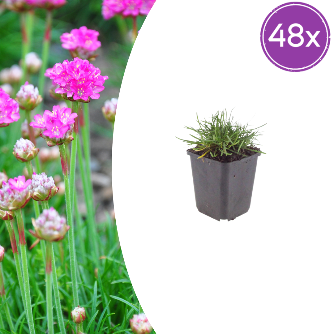 Armeria m. 'Splendens' (Flieder-Segelplande) – 48 Pflanzen, Ø9 cm, 10–25 cm hoch