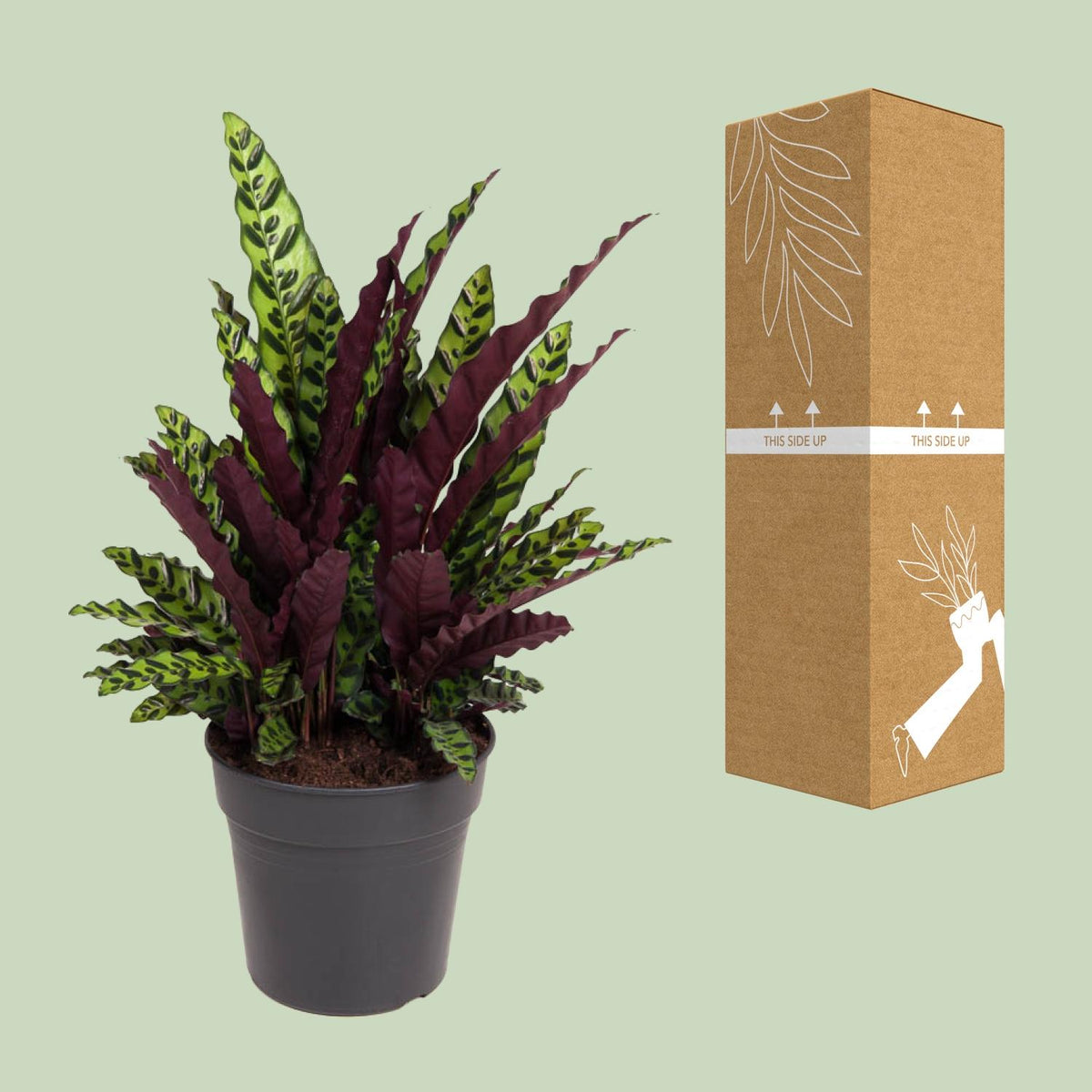Calathea Lancifolia – Ø 27 cm, 70 cm hoch