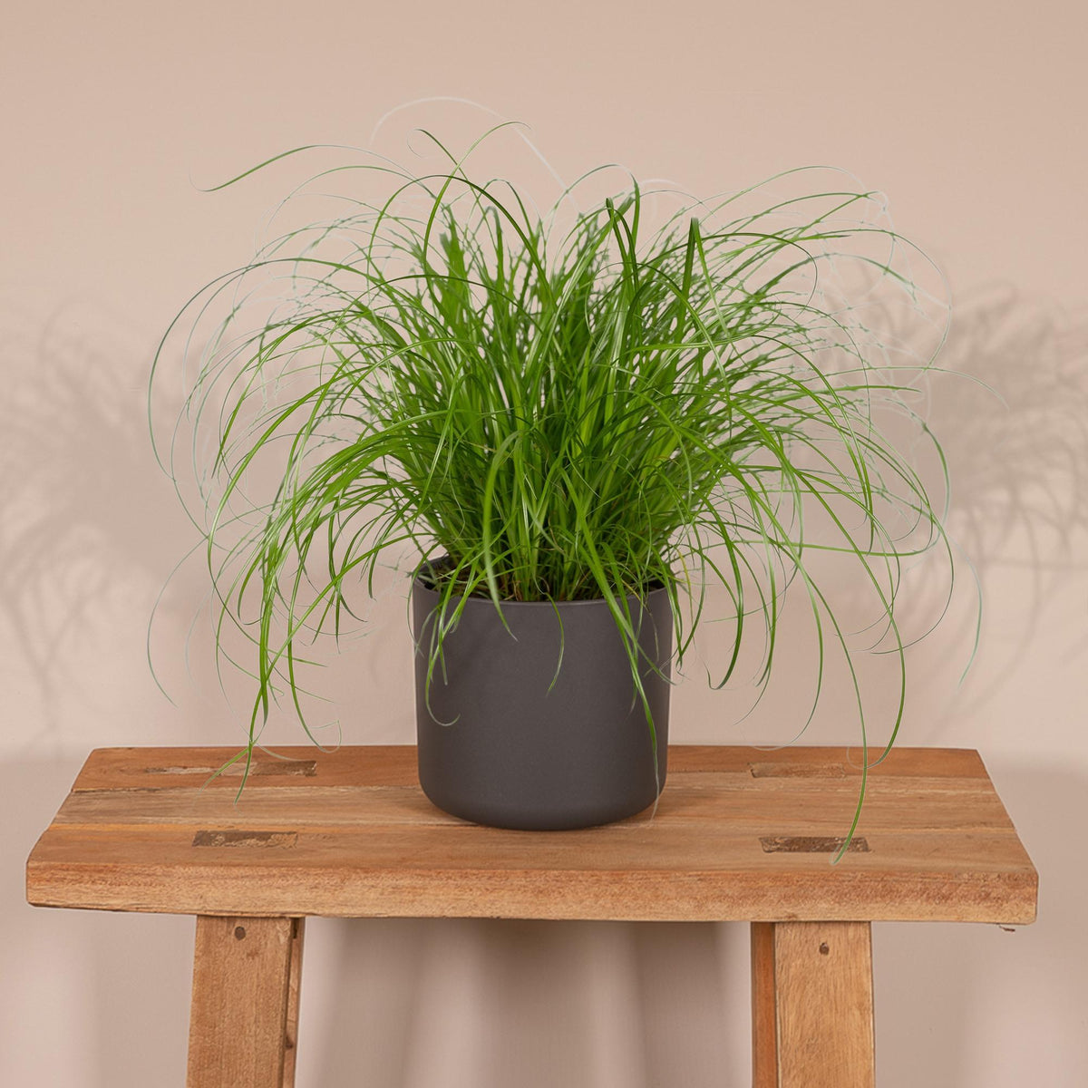 Cyperus alternifolius (cyperusgræs) – Ø12 cm, 20 cm høj