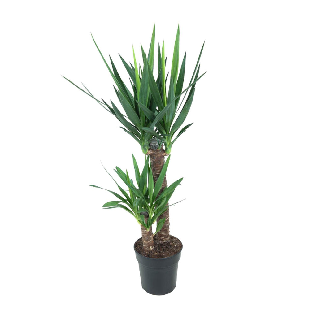 Yucca elephantipes – Ø21 cm, 100 cm hoog – art. 12149