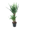Yucca elephantipes – Ø21 cm, 100 cm hoog – art. 12149
