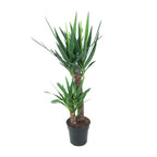 Yucca elephantipes – Ø21 cm, 100 cm hoog – art. 12149