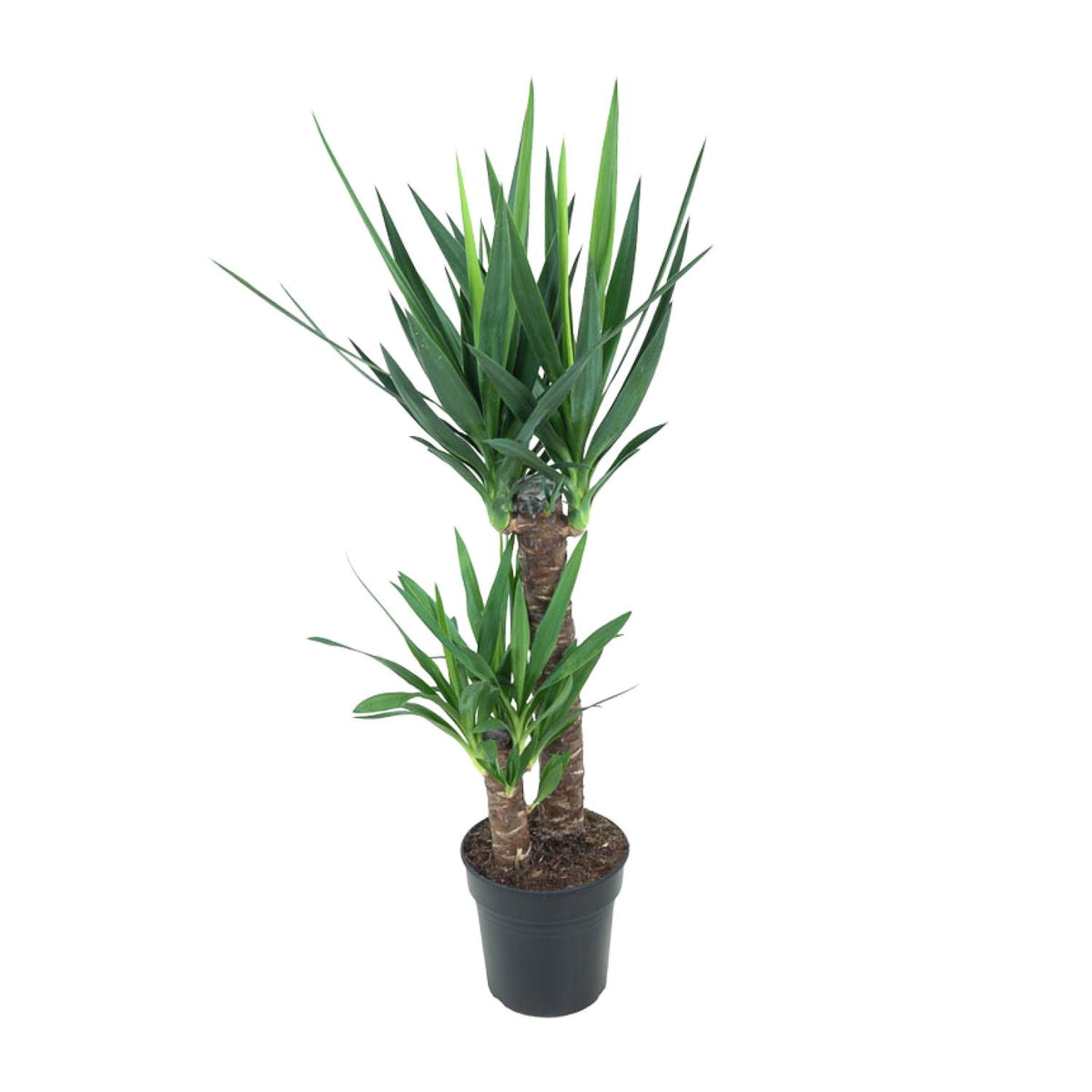 Yucca elephantipes – Ø21 cm, 100 cm hoog – art. 12149