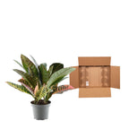 Codiaeum variegatum 'Petra' (croton) – Ø12 cm, 30 cm hoog