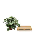 Homalomena Rubescens Maggy – Ø60 cm, 170 cm hoch